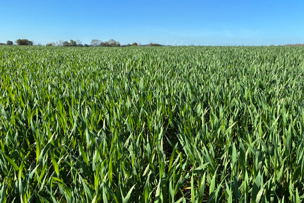 Hvedemark i stadie 31